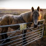 如何在bet36最新网址365上获取最佳投注策略与技巧 0xn3jm6jz