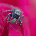 如何在ued体育赛事中获取最佳投注策略与技巧 hh5i7