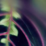 如何在Betfair中文网站上提高你的投注成功率 hqoj7z