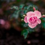 如何在ku游bet9上获取更多游戏奖励与优惠活动 idf0qkxkp