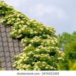 如何在bet365288上安全有效地进行投注和游戏 tjc8uzf