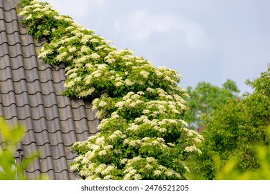 如何在bet365288上安全有效地进行投注和游戏 如何在bet365288上安全有效地进行投注和游戏