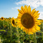 3d500期开奖走势图最新数据分析与预测 t5602